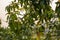 Green mangoes on the tree. Mango trees growing in a field in Asia. Mangoes fruit plantation. Delicious fruits are rich