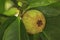 Green mangosteen on tree