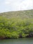 Green mangrove bushes and trees, on the shore