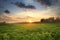 Green mangrove and sunset sky outdoor landscape background