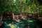 green mangrove trees with interlaced roots under sunlight