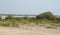 Green mangroves in Al Mafjar, Qatar