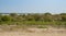 Green mangroves in Al Mafjar, Qatar