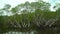 Green mangroves. Bohol, Philippines.