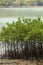 Green mangroves growing