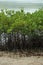 Green mangroves growing in beach