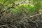 Green mangroves swamp jungle dense vegetation forest in Tobago Caribbean