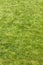 Green manicured green grass natural background