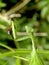 Green Mantid 1