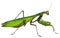 Green mantid