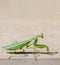 Green mantid, mantidae on beige color wall background