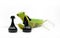 Green mantis with black knight chess piece on white background,