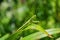 Green Mantis. The green mantis sits on the green leaves of a flower in the garden.