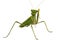 Green mantis isolated on white background