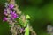 Green mantis portrait sitting on flower