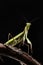 Green mantis is a predator, hunting for small and large insects