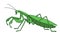 Green mantis in profile, invertebrate insect, voracious predator, cartoon