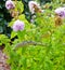 green mantis religiosa in mint plant waiting for its prey