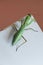 Green mantis on a shiny metallic laptop screen, top view