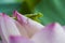 Green mantis sitting on lotus flower petals with water drop on it`s body in an early dew morning