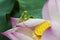 Green mantis sitting on lotus flower petals with water drop on it`s body in an early dew morning