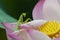 Green mantis sitting on lotus flower petals with water drop on it`s body in an early dew morning