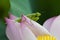 Green mantis sitting on lotus flower petals with water drop on it`s body in an early dew morning