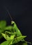 Green mantis on tree branch, statilia maculata, Satara, Maharashtra