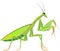 Green Mantis Vector