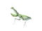 Green mantis watercolor illustration. Hand drawn praying predator insect. Green mantis side view element. Wildlife