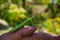 Green Mantis. Young green Mantis sits on the finger of a farmer. Green mantis close up.