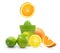 Green manual juicer and citrus fruit