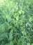 A green manure crop