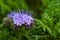 Green manure phacelia tanacetifolia flower and crop