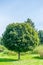 Green maple acer platanoides globosum tree