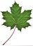 Green maple leaf