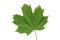 Green maple leaf.