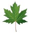 Green Maple Leaf