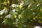 Green maple leaf in greeny foliage. selective focus