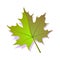 Green maple leaf icon, textured flat design shadow. Single nature, ecology canadian symbol. Vector illustration isolated