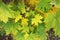 Green maple leaves begin to turn yellow in autumn closeup