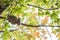 Green maple leaves in black bokeh background