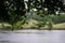 Green maple leaves foliage branches foreground on rainy day with