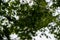 Green maple leaves foliage branches on windy and rainy day with