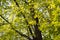 Green maple leaves. Young foliage against blue spring or summer