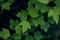 Green maple saplings grow from dark forest ground