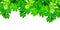 Green maple tree leaves on white background isolated closeup, maple branches frame, lush foliage corner border, summer backdrop