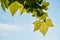Green maples leaves on blue sky background