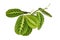 Green `Maranta Leuconeura Lemon Lime` houseplant