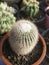 green margin of green cactus leaf flowers beautiful on red pots of the decorative plant